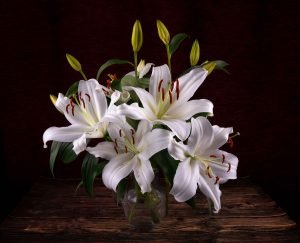Lillium Branco
