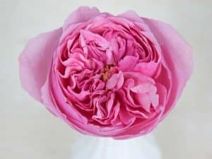 rosa-carey-perfumada