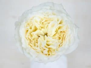 rosa-para-casamentos-patience