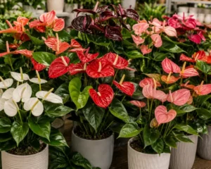 Plantas de anturios para floristas