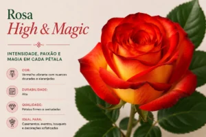 Rosa High & Magic com pétalas vermelhas e amarelas utilizada em eventos, bouquets e decoração floral premium