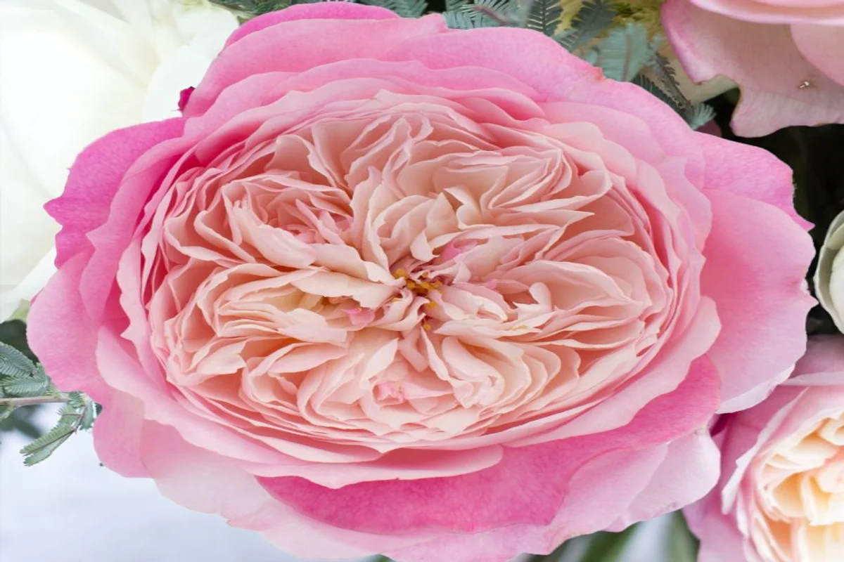 Rosa David Austin Constance em Plena Abertura | Florália Close-up da rosa David Austin Constance em tons suaves de rosa, destacando a riqueza das pétalas e a forma característica da flor.