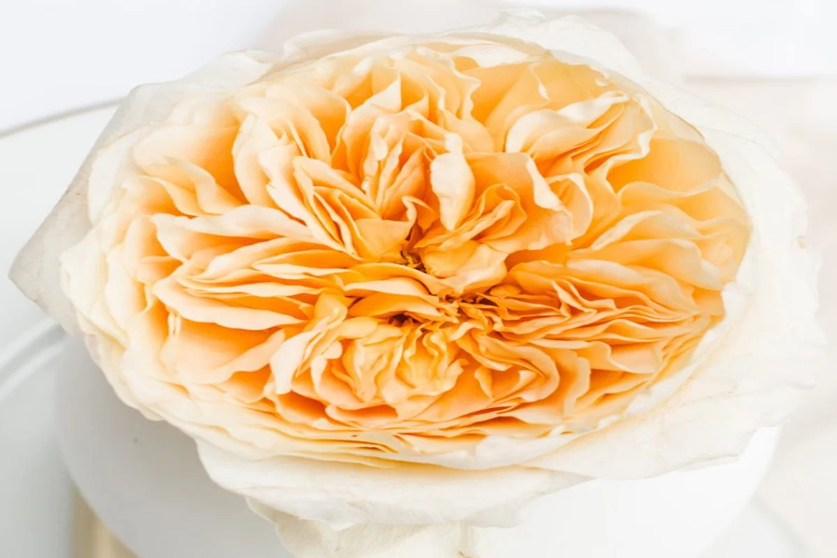 Rosa David Austin Effie em Plena Abertura | Florália Close-up da rosa David Austin Effie em tons dourados de amarelo e creme, destacando a textura delicada e a abertura exuberante das pétalas.