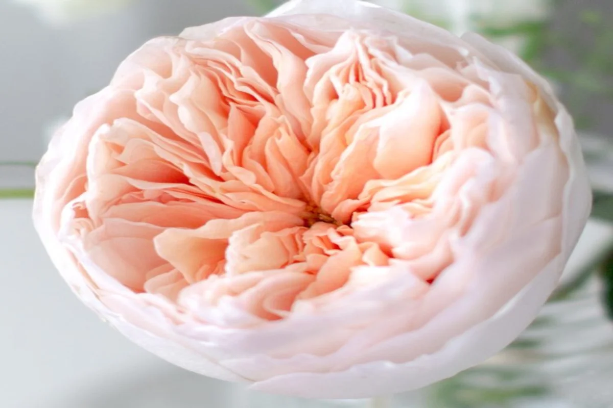 Rosa David Austin Juliet em Plena Abertura | Florália Close-up da rosa David Austin Juliet em tons suaves de pêssego, destacando a estrutura elegante e a textura delicada das pétalas.
