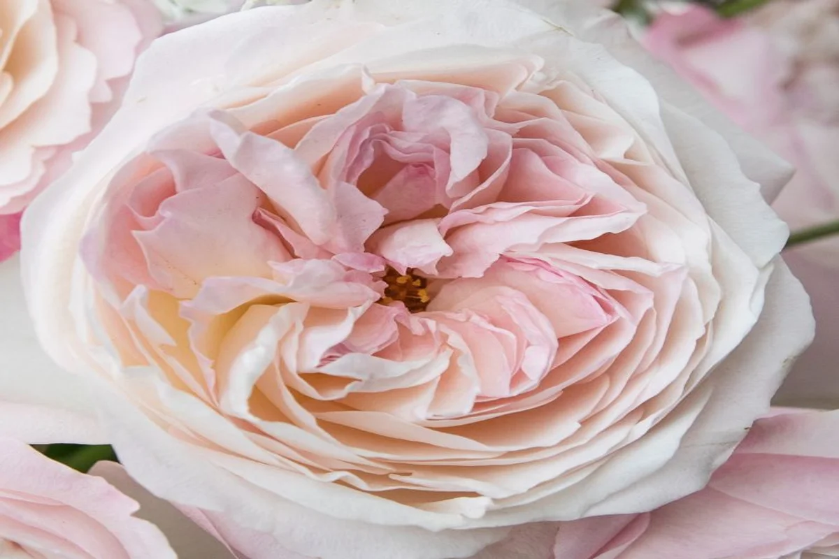 Rosa David Austin Keira em Plena Abertura | Florália Close-up da rosa David Austin Keira em tons suaves de rosa, destacando a textura delicada e a elegante disposição das pétalas.