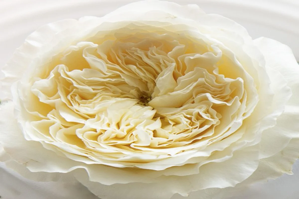 Rosa David Austin Patience em Plena Abertura | Florália Close-up da rosa David Austin Patience em tom marfim, destacando a delicada textura das pétalas e a sua elegante abertura.