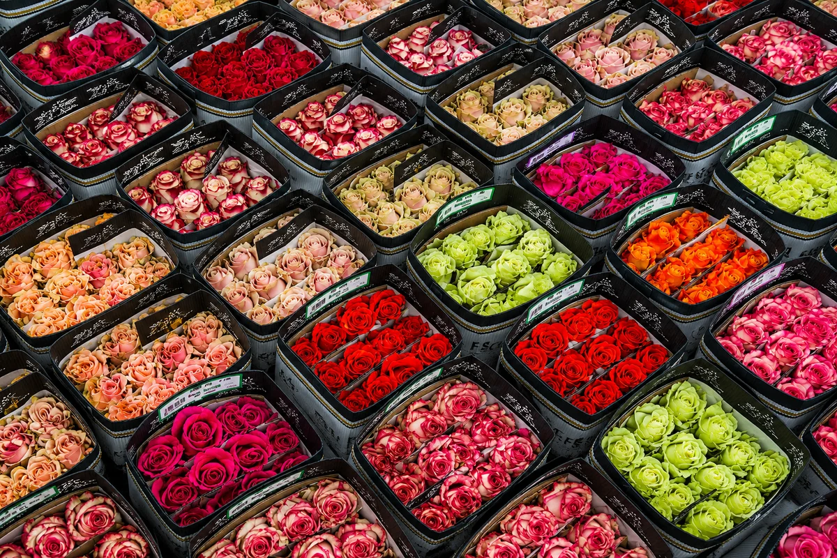 Grande sortido de Rosas para revenda | Florália Diferentes variedades de rosas frescas em várias cores disponíveis na Florália para floristas, decoradores e profissionais de eventos.