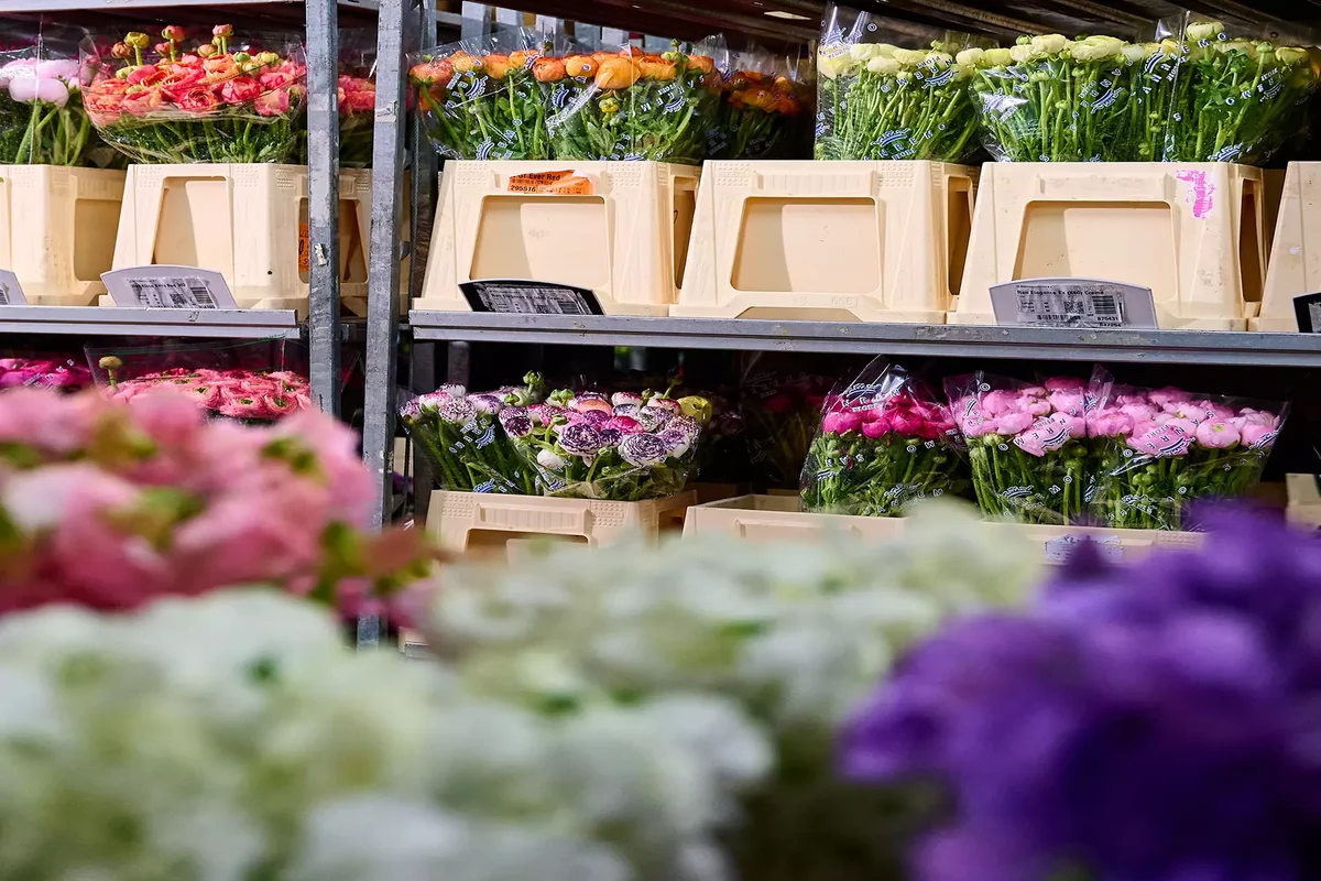 Grande Variedade de Flores Frescas para Profissionais | Florália Diversas variedades de flores frescas organizadas em caixas, prontas para utilização em projetos florais.