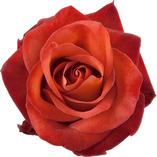 Rosa Coffee Break