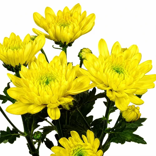 Crisântemo Uniflor Zembla Yellow