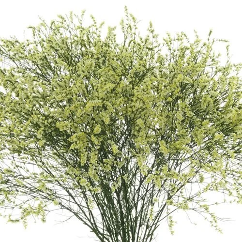 Limonium China Lemon