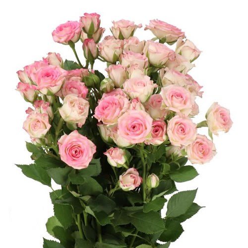 Rosa Spray Creamy Twister