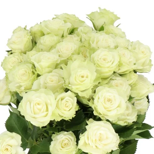 Rosa Spray Green Glow
