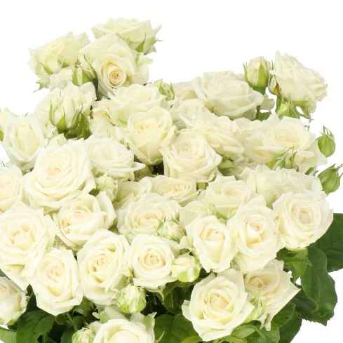 Rosa Spray Josephine