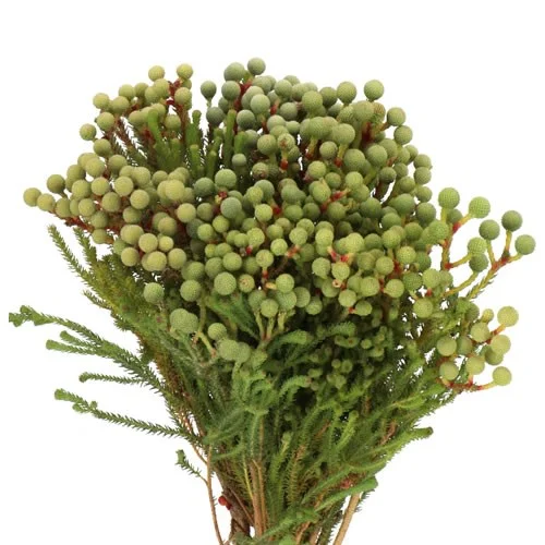 Abrotanoides