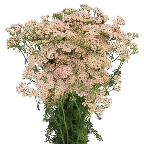 Achillea Anita Champagne