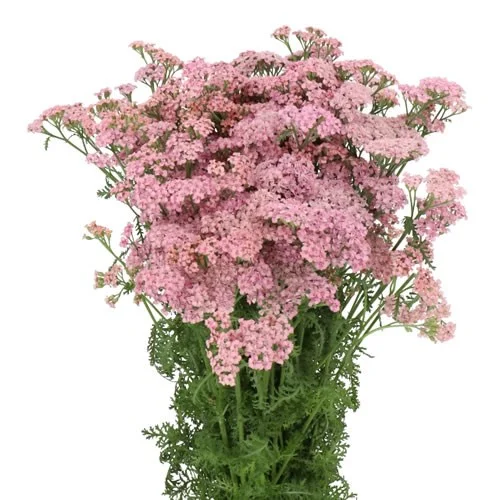 Achillea Anita Masterclass
