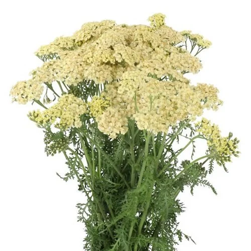 Achillea Creme Perfection