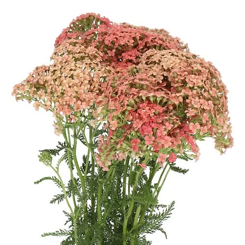 Achillea Lachsschonheit