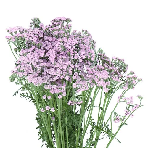 Achillea Lilac Beauty