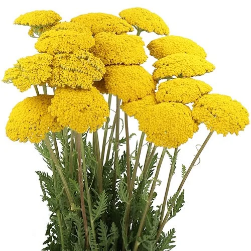 Achillea Parkers Variety