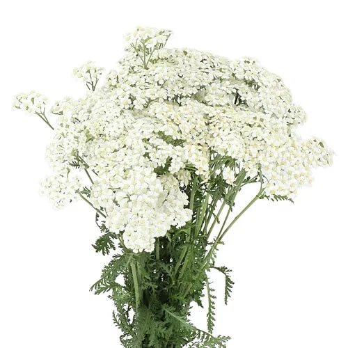 Achillea White Beauty