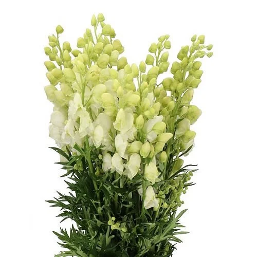 Aconitum Album