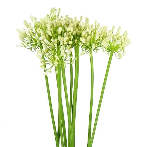 Agapanthus Casablanca de flor branca na Biblioteca de Flores da Florália