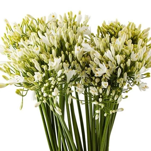 Agapanthus Gletsjer