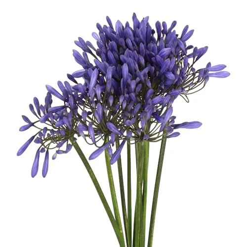 Agapantos Dr Brouwer de flor azul-violeta para decoração floral profissional