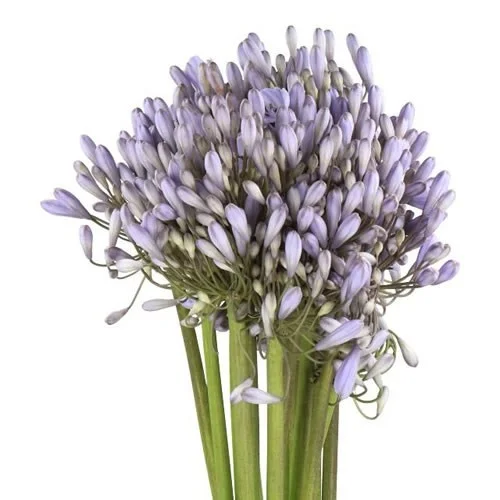 Agapantos Silberpfeil