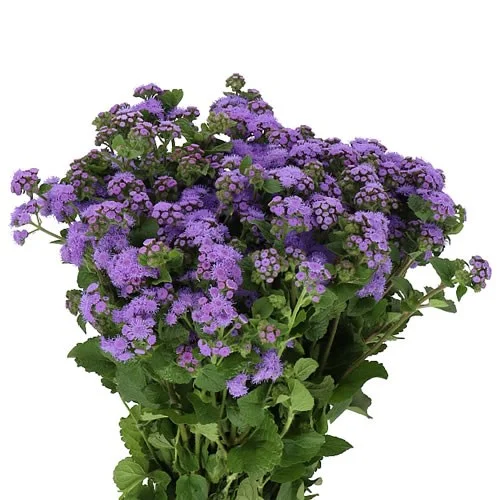 Ageratum Blue Planet