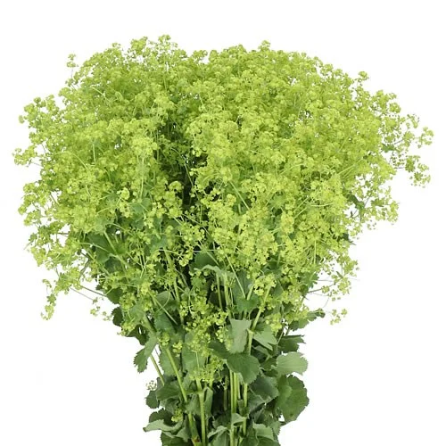 Alchemilla Robustica
