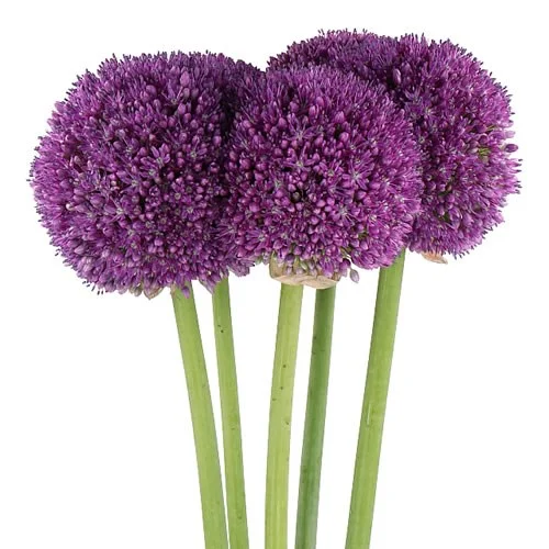 Allium Ambassador com inflorescências globosas em tons púrpura