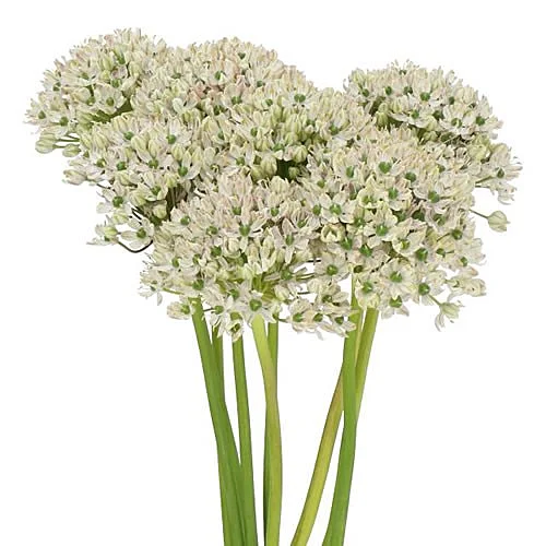Allium Nigrum