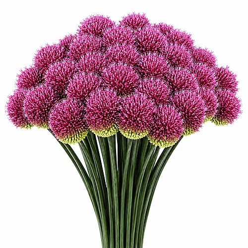 Allium Sphaerocephal
