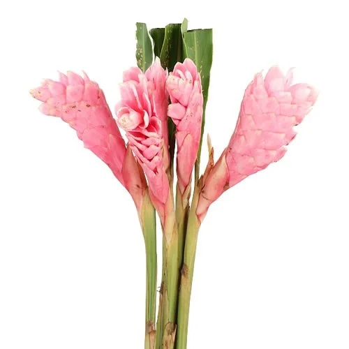 Alpinia Rosa