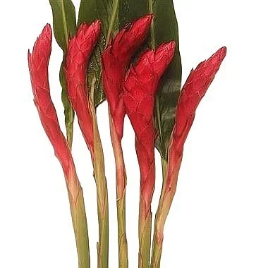 Alpinia Vermelha