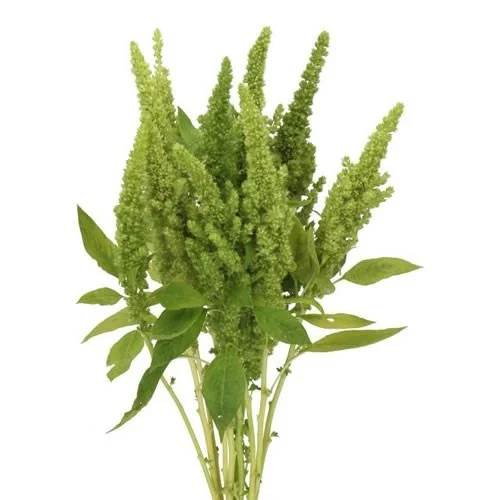 Amarantos Green Thumb