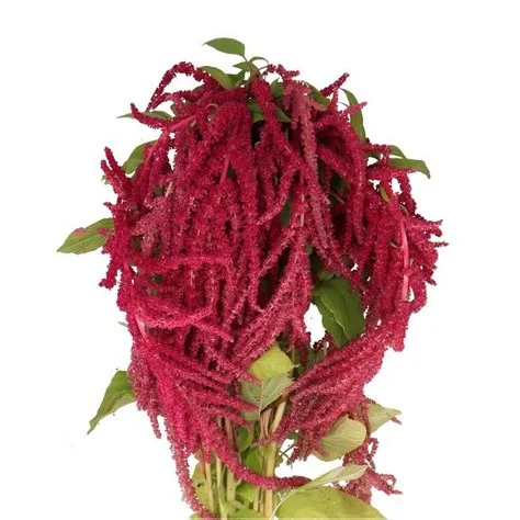 Amarantos Love Lies Bleeding