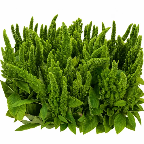 Amarantos Upright Green