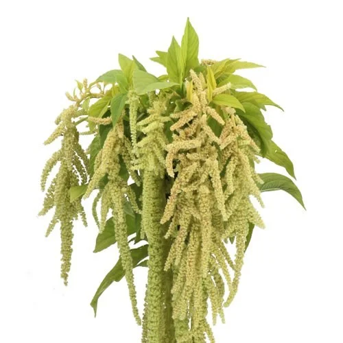 Amarantos Viridis