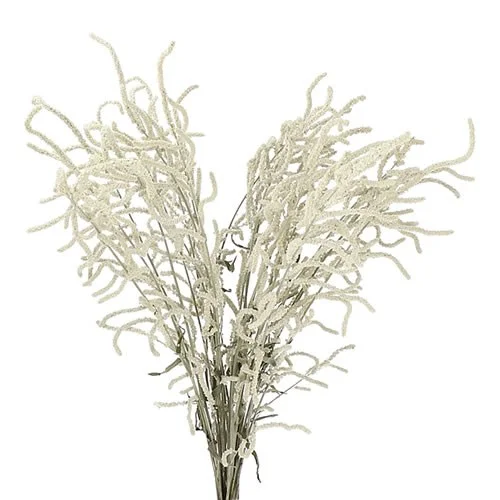 Amarantos Yearming Desert Cream