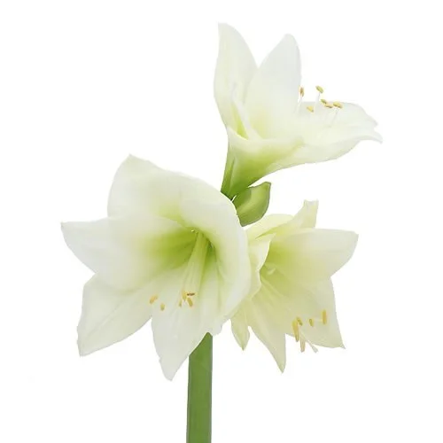 Amarylis Albarino com grandes flores brancas e suaves tonalidades verdes