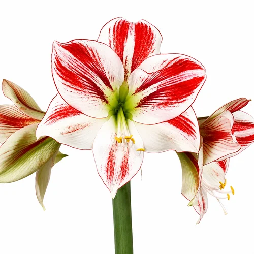 Amaryllis Ambiance