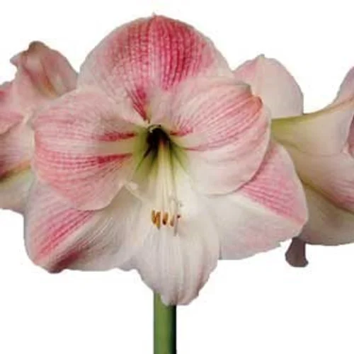 Amaryllis Apple Blossom