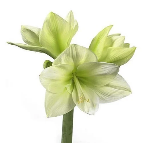 Amaryllis Avalanche