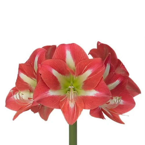 Amaryllis Avanti