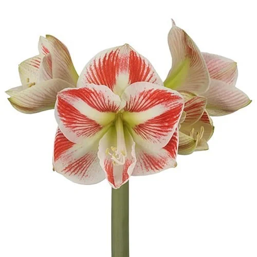 Amaryllis Caramba