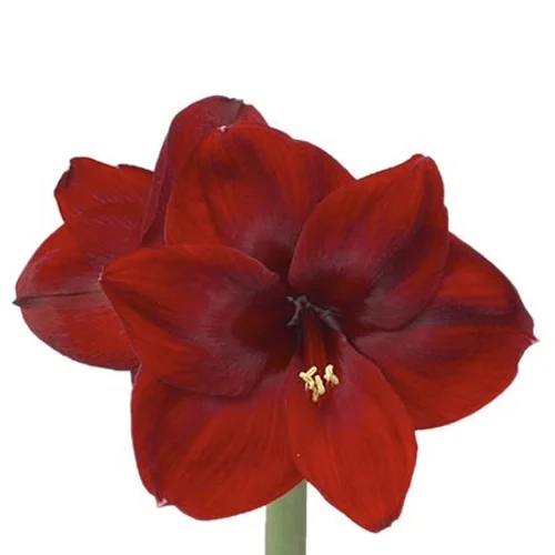Amaryllis Carmen